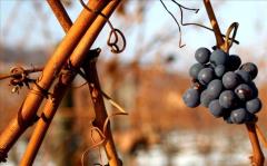 Herbst