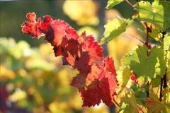 Herbst