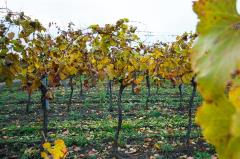 Herbst