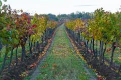Herbst