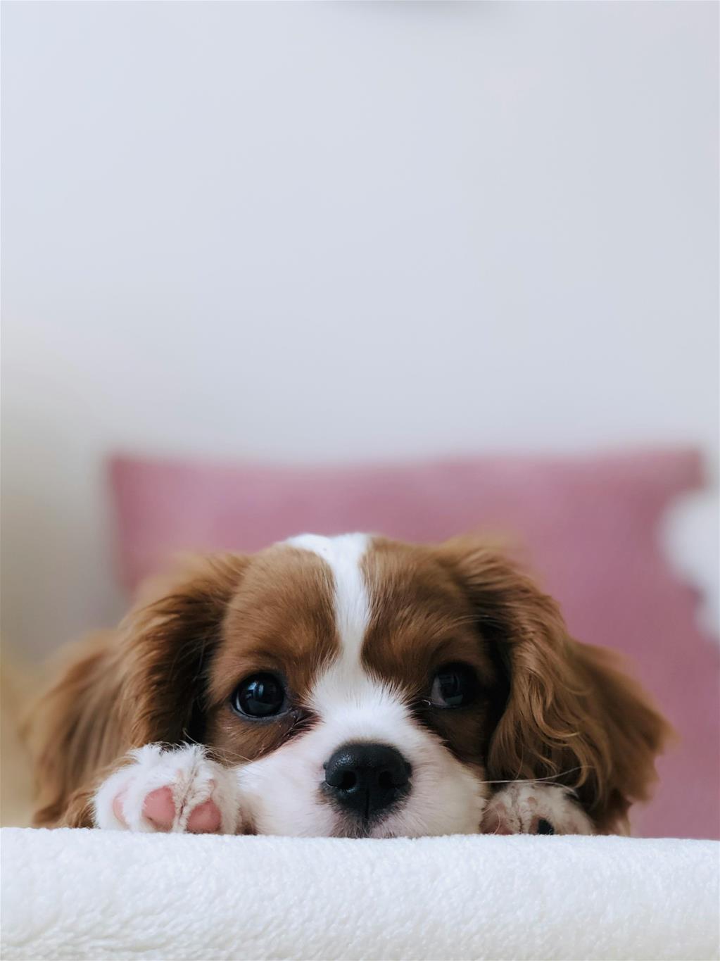 Hund mit braunen und weißen langen Haaren
